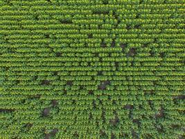 tournesol cultivation, aérien voir, dans pampa région, Argentine photo