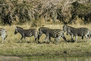 troupeau de zèbres dans le africain savane photo