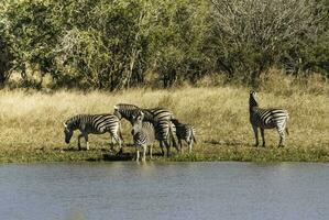 troupeau de zèbres dans le africain savane photo