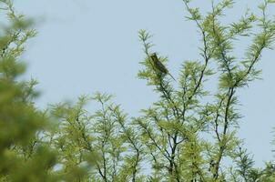 Jaune cardinal, gouvernante cristata, en danger espèce dans la pampa, Argentine photo