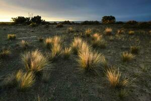 pampa herbe dans campagne, péninsule valdés, patagonie, Argentine. photo