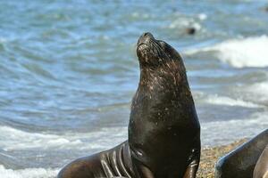 Masculin mer Lion , patagonie, Argentine photo