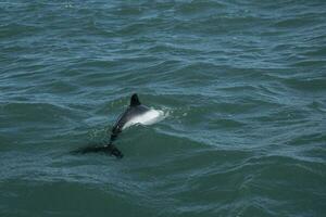 commerson dauphin natation, patagonie , Argentine. photo