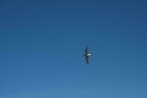 sandwich sterne dans vol, patagonie Argentine. photo