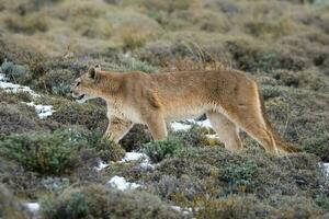 puma en marchant dans Montagne environnement, torres del paine nationale parc, patagonie, Chili. photo