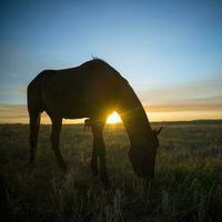 cheval silhouette à coucher de soleil, dans le campagne, la pampa, Argentine. photo