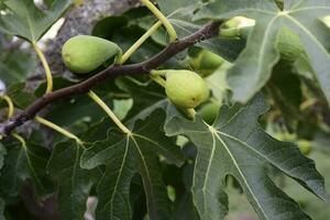 figues sur le usine, prêt à récolte, la pampa, Argentine photo