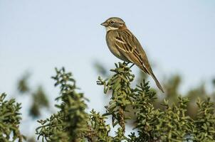 roux collier moineau, zonotrichia capensis, patagonie, Argentine photo