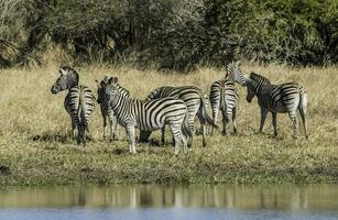 troupeau de zèbres dans le africain savane photo