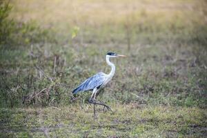 blanc cou héron dans prairie environnement, pantanal , Brésil photo