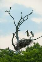 nid de jabiru avec poussins, Pantanal, Brésil photo