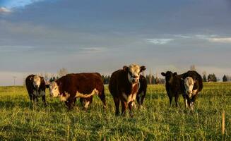 bouvillons nourris sur Naturel herbe, buenos aires province, Argentine photo