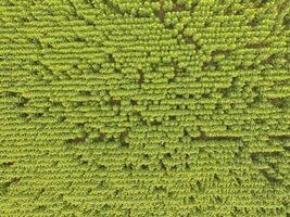 tournesol cultivation, aérien voir, dans pampa région, Argentine photo