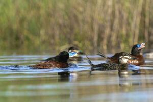 Lac canard dans pampa lagune environnement, la la pampa province, patagonie , Argentine. photo