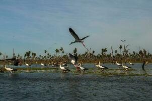 des oiseaux troupeau paysage dans la estrella le marais, formosa province, Argentine. photo