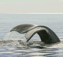 baleine queue dans péninsule valdes,, patagonie, Argentine photo