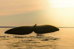 baleine queue dans péninsule valdes,, patagonie, Argentine photo