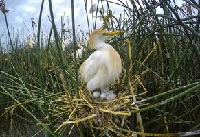 bétail aigrette, bubulque ibis, nidification, la la pampa province, patagonie, Argentine photo