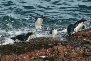 rockhopper manchot, manchot île, porto déseado, Père Noël cruz province, patagonie Argentine photo