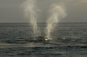 baleine respiration, péninsule valdes,, patagonie, Argentine photo