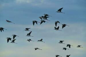 du sud pilotis, himantopus mélanure dans vol, ansenuza nationale parc, Cordoue province, Argentine photo