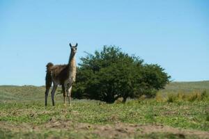 guanacos dans pampa herbe environnement, la pampa, patagonie, Argentine. photo