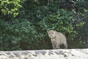 jaguar en marchant sur le banques de le cuiaba Rivière, Pantanal, Brésil photo