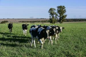 laitier vache dans pampa Campagne, Patagonie, Argentine photo