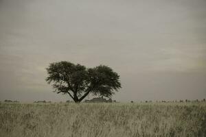 Calden, typique arbre dans le Province de pampa, patagonie, argentine. photo