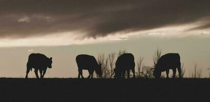 vaches nourris herbe, dans campagne, pampa, Patagonie, Argentine photo