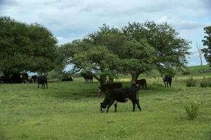bétail veau dans pampa campagne, patagonie, Argentine. photo