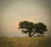 Calden, typique arbre dans le Province de pampa, patagonie, argentine. photo