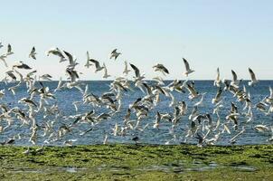 mouette et sterne troupeau, patagonie, Argentine photo