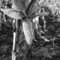 blé épi croissance sur plante prêt à récolte, argentin campagne, buenos aires province, Argentine photo