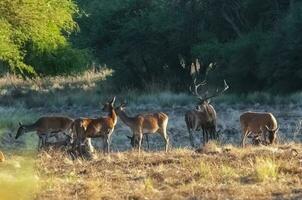 rouge cerf, Masculin rugissement dans la pampa, Argentine, parque luro, la nature réserve photo