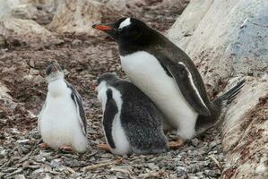 gentoo manchot sur le plage, alimentation le sien poussin, Port lockroy , plus goudier île, antartique photo