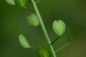 tige de mauvaises herbes de jardin photo