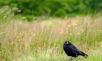 un corbeau commun photo