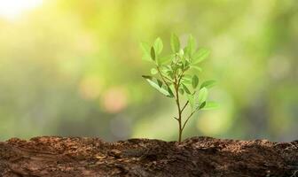 croissance Jeune arbre sur la nature bokeh lumière Contexte. croissance les plantes. économie de le Terre concept photo