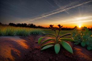 une plante dans le milieu de une champ avec le Soleil réglage dans le Contexte. ai généré photo