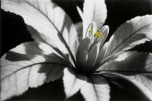 une noir et blanc photo de une fleur. ai généré