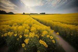 une champ plein de Jaune fleurs en dessous de une nuageux ciel. ai généré photo