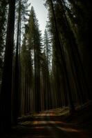 une saleté route dans le milieu de une forêt. ai généré photo