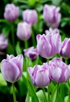 violet coquelicot fleurs dans été. opium coquelicot champ photo