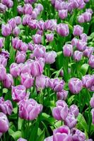 violet coquelicot fleurs dans été. opium coquelicot champ photo