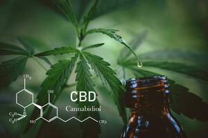 formule chimique de l'huile de cannabidiol cbd. une goutte d'huile de chanvre qui sort de la feuille de chanvre, concept de cannabis médical. photo