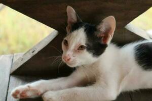 une noir et blanc velu chaton mensonge sur le en bois sol regarder à quelque chose. photo