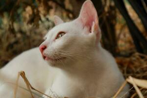 une blanc chat avec vert yeux pose sur paille photo