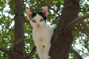 le chaton est escalade sur le arbre. photo