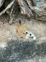 suricate en train de dormir à le base de une arbre photo